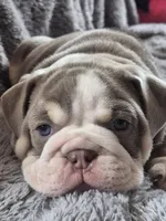 Koda, a male English Bulldog for sale in Colorado Springs, CO – Photo 6 of 8