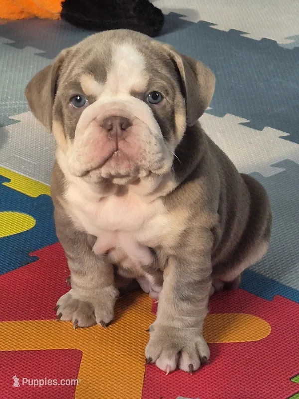 Koda – English Bulldog puppy for sale in Colorado Springs, CO