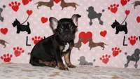 Marcel, a male French Bulldog for sale in Colorado Springs, CO – 10 of 10