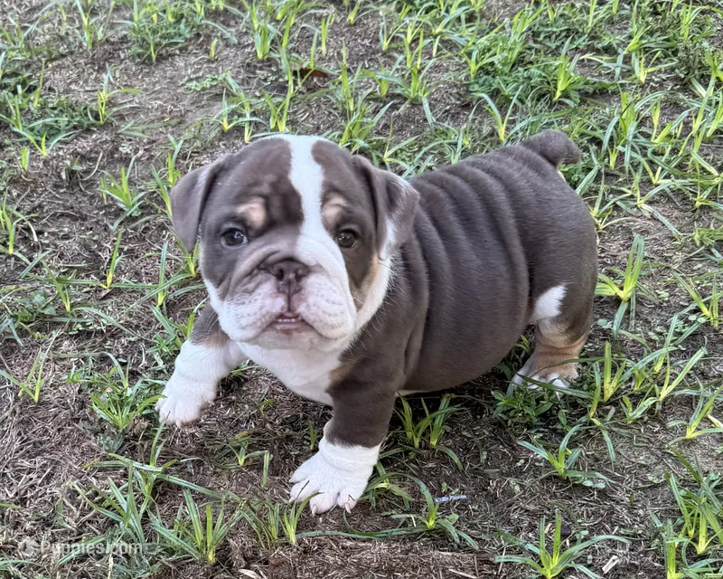 Frankie – English Bulldog puppy for sale in Colorado Springs, CO