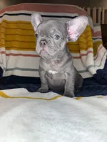 Beau, a male French Bulldog for sale in Colorado Springs, CO – 3 of 4