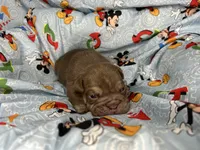 Goose, a male English Bulldog for sale in Colorado Springs, CO – 8 of 9
