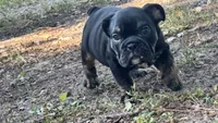 Viper, a male English Bulldog for sale in Colorado Springs, CO – 5 of 10