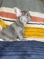 Matis, a male French Bulldog for sale in Colorado Springs, CO – 4 of 6