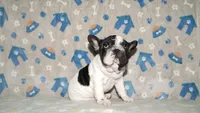 Jaq, a male French Bulldog for sale in Colorado Springs, CO – 3 of 10