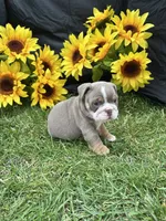 Nyra, a female English Bulldog for sale in Colorado Springs, CO – 5 of 10