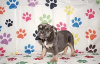 Maggie, a female English Bulldog for sale in Colorado Springs, CO – Photo 3 of 10