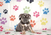 Maggie, a female English Bulldog for sale in Colorado Springs, CO – Photo 6 of 10