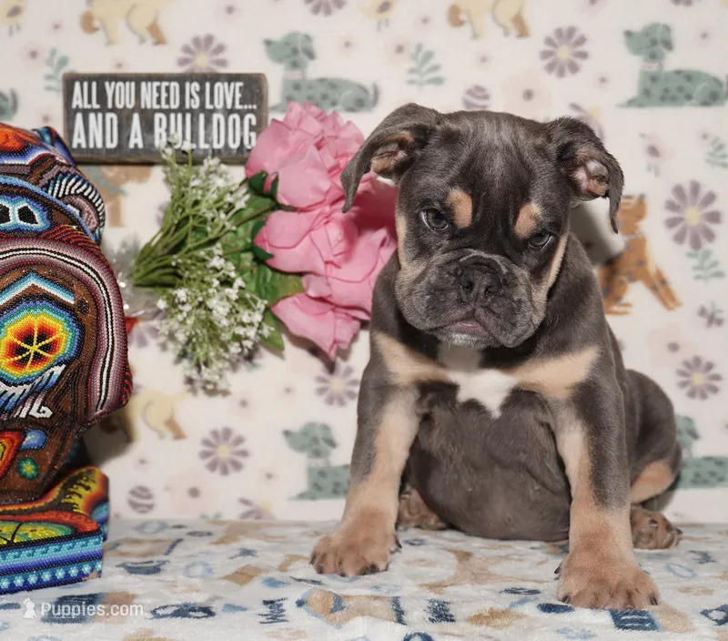 Maggie – English Bulldog puppy for sale in Colorado Springs, CO