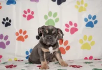 Maggie, a female English Bulldog for sale in Colorado Springs, CO – Photo 5 of 10