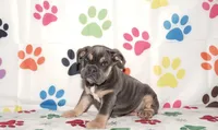 Maggie, a female English Bulldog for sale in Colorado Springs, CO – Photo 9 of 10