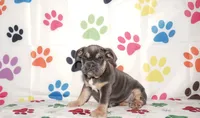 Maggie, a female English Bulldog for sale in Colorado Springs, CO – Photo 8 of 10