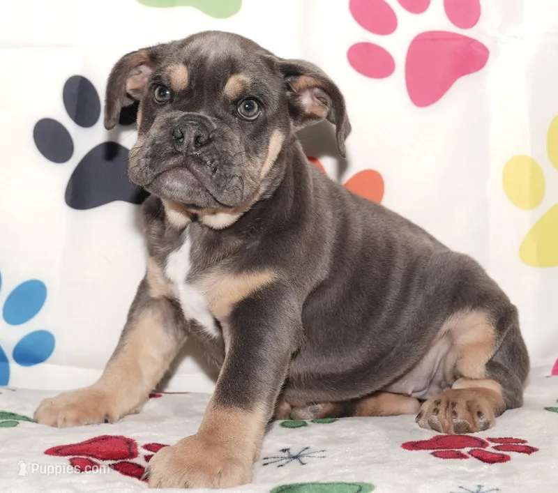 Maggie – English Bulldog puppy for sale in Colorado Springs, CO