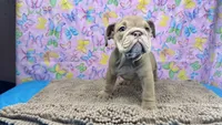 Janice, a female English Bulldog for sale in Colorado Springs, CO – 8 of 9