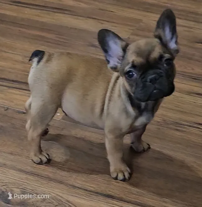 Larry – French Bulldog puppy for sale in Colorado Springs, CO