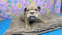 Janice, a female English Bulldog for sale in Colorado Springs, CO – 3 of 9