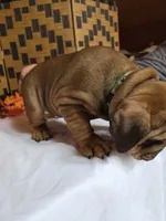 Bear, a female English Bulldog for sale in Colorado Springs, CO – 2 of 10