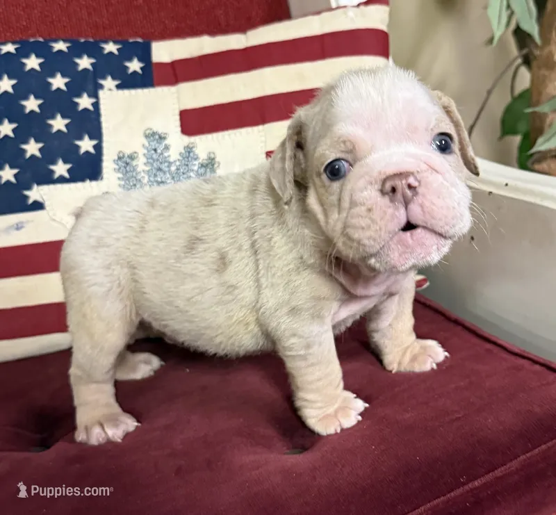 Hambone – English Bulldog puppy for sale in Colorado Springs, CO