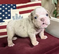 Hambone, a male English Bulldog for sale in Colorado Springs, CO – 1 of 10