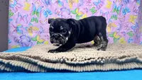 Phoenix, a female English Bulldog for sale in Colorado Springs, CO – 5 of 10