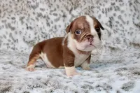Frankie, a male English Bulldog for sale in Colorado Springs, CO – 3 of 4