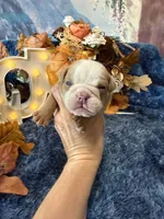 Bruno, a male English Bulldog for sale in Colorado Springs, CO – 9 of 10