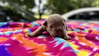 Carol, a female English Bulldog for sale in Colorado Springs, CO – 5 of 7