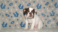 Biggie, a male English Bulldog for sale in Colorado Springs, CO – 7 of 10
