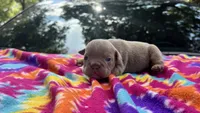Carol, a female English Bulldog for sale in Colorado Springs, CO – 6 of 7