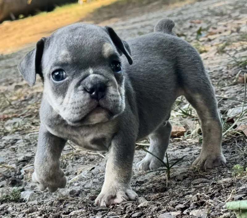 Spud – English Bulldog puppy for sale in Colorado Springs, CO