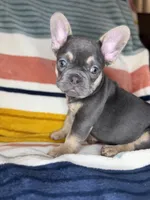 Andre, a male French Bulldog for sale in Colorado Springs, CO – 5 of 7