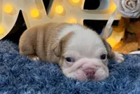 Gus, a male English Bulldog for sale in Colorado Springs, CO – 1 of 9
