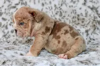 Casper, a male English Bulldog for sale in Colorado Springs, CO – 3 of 4