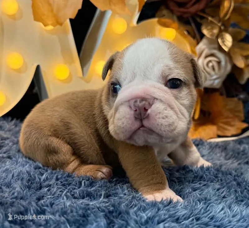 Rosie – English Bulldog puppy for sale in Colorado Springs, CO