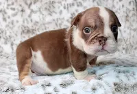 Frankie, a male English Bulldog for sale in Colorado Springs, CO – 4 of 4