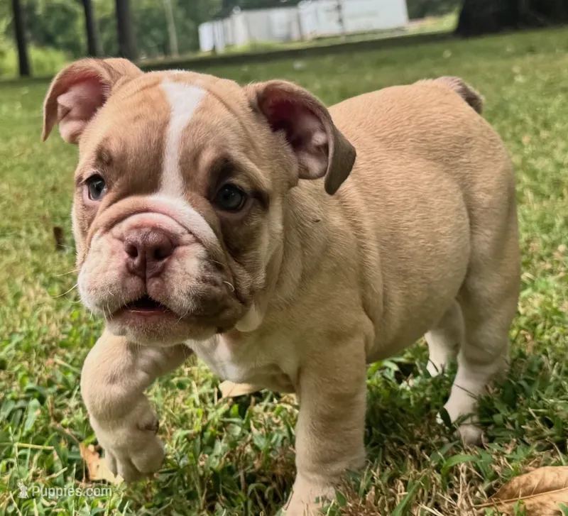 Rachel – English Bulldog puppy for sale in Colorado Springs, CO