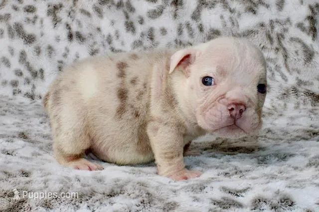 Pumpkin – English Bulldog puppy for sale in Colorado Springs, CO