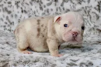 Pumpkin, a male English Bulldog for sale in Colorado Springs, CO – 1 of 4