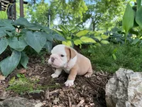 Gus, a male English Bulldog for sale in Colorado Springs, CO – 3 of 9