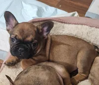 Larry, a male French Bulldog for sale in Colorado Springs, CO – 9 of 10