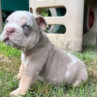 Rambo, a male English Bulldog for sale in Colorado Springs, CO – 6 of 8