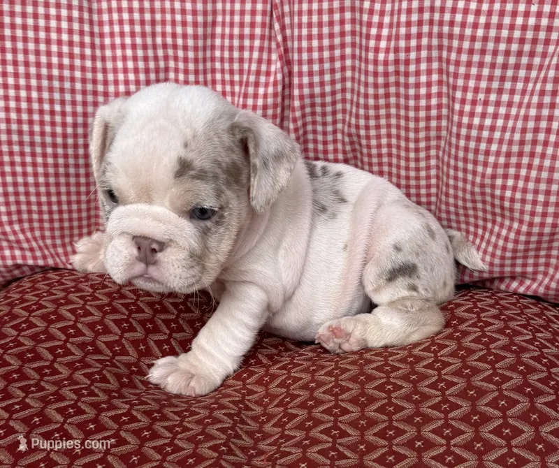 Dolly – English Bulldog puppy for sale in Colorado Springs, CO