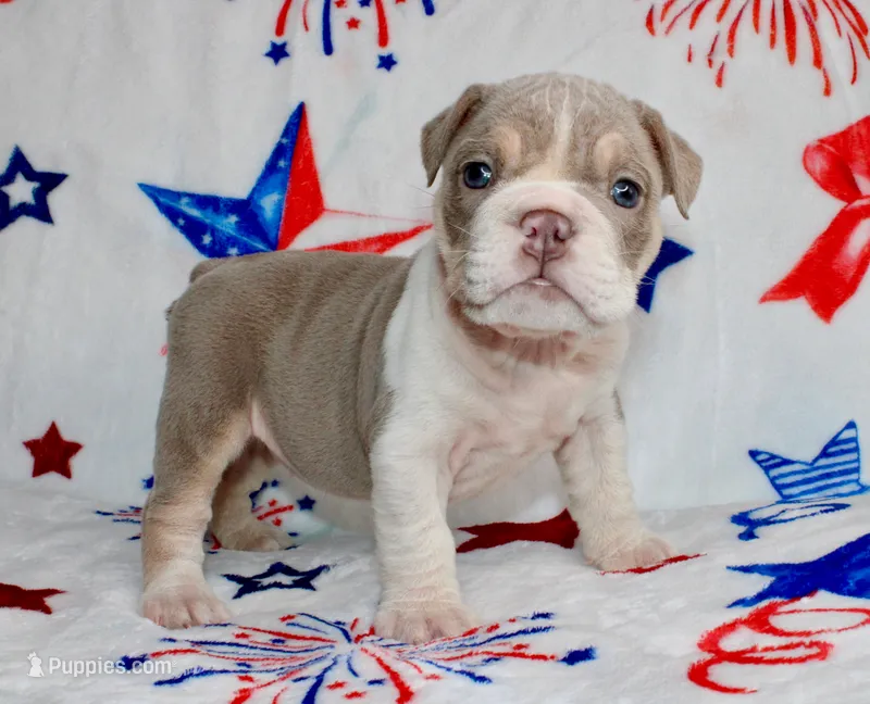 Buffy – English Bulldog puppy for sale in Colorado Springs, CO