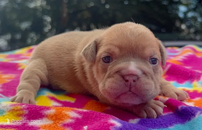 Janice – English Bulldog puppy for sale in Colorado Springs, CO