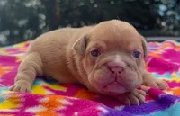 Janice, a female English Bulldog for sale in Colorado Springs, CO – 1 of 9