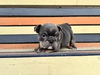 Muffin, a female English Bulldog for sale in Colorado Springs, CO – Photo 7 of 10