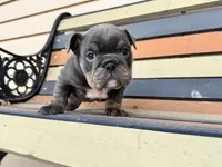 Muffin, a female English Bulldog for sale in Colorado Springs, CO – Photo 4 of 10