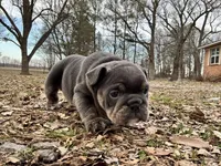 Muffin, a female English Bulldog for sale in Colorado Springs, CO – Photo 5 of 10