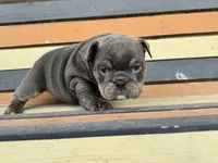 Muffin, a female English Bulldog for sale in Colorado Springs, CO – Photo 1 of 10