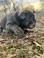 Muffin, a female English Bulldog for sale in Colorado Springs, CO – Photo 8 of 10